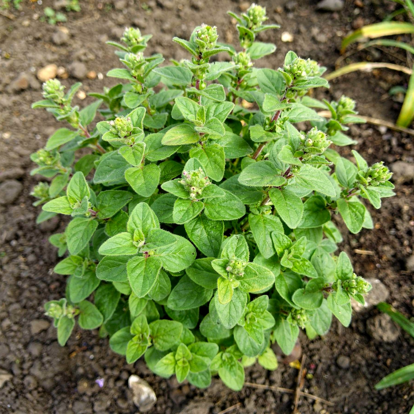 Oregano — hero (AI-generated reference image)